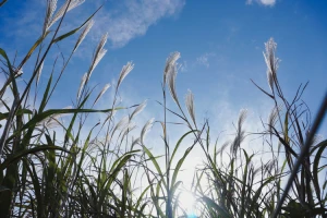 ソニー VLOGCAM ZV-E10 レビュー｜旅で、日常で、ワクワクする。写真撮影も楽しいカメラ | ShaSha