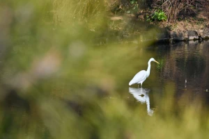 745: 機動力を手に入れたS-Line『Nikon NIKKOR Z 24-120mm F4 S』