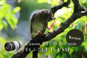 実写レビュー！Canon（キヤノン） RF100-500mm F4.5-7.1L IS USMで野鳥を撮影してみた | GOOPASS ANIMAL MAGAZINE