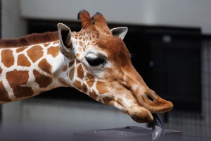 RF100-500mm F4.5-7.1 L IS USMをEOS R6との組み合わせで使ったレビュー