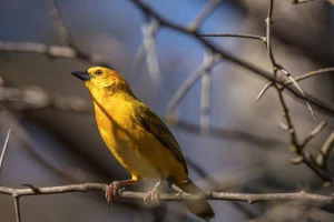 Sigma 60-600mm F4.5-6.3 Sport sample gallery